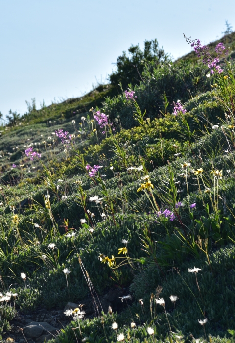 a hillside with white, yellow, and pink wildflowers