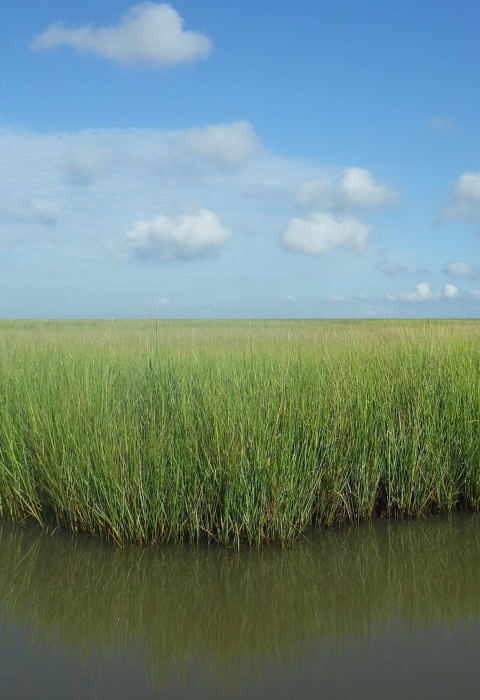 A grassy marsh 