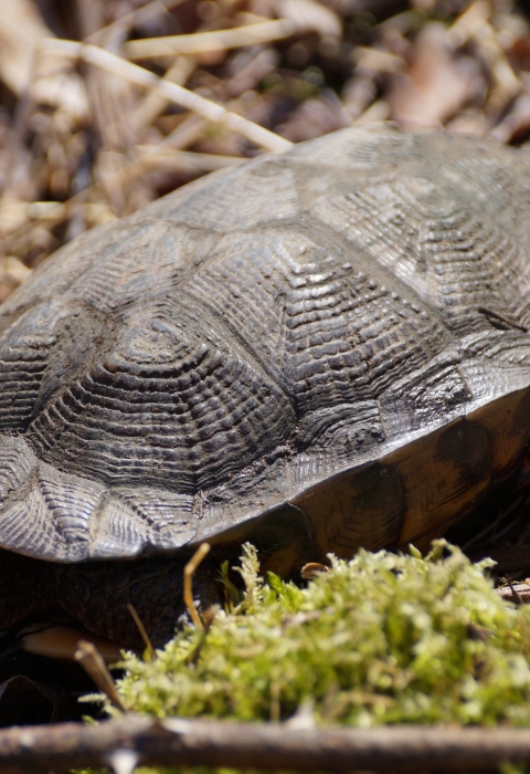 Wood Turtle Great Swamp National Wildlife Refuge