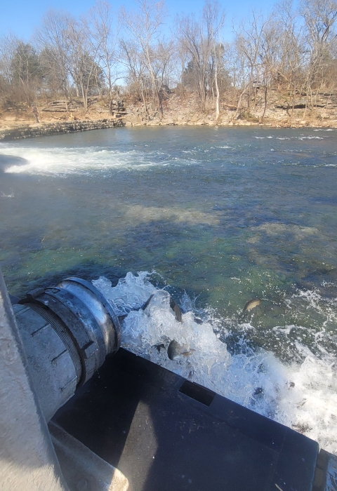 Dale Hollow NFH fish stocking 2025 - fish being discharged out of a fish truck into a fast moving river