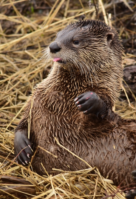 A river otter laying on its side in some golden-colored reeds with its tongue out and left paw raised.