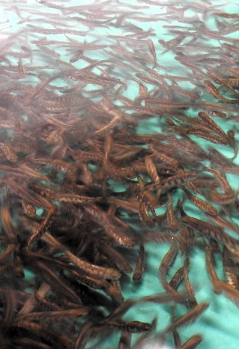 A bunch of young baby trout swimming.