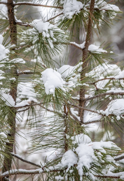 Snow-covered pine needles