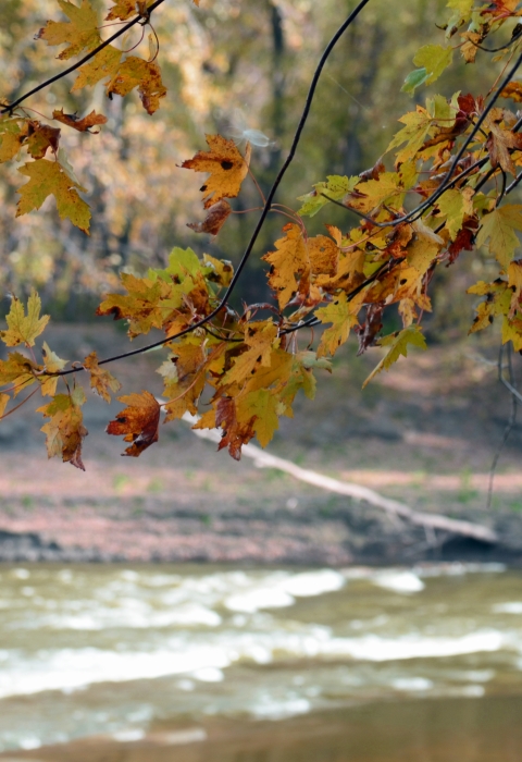 Maple leaves hang over rapids on a river.