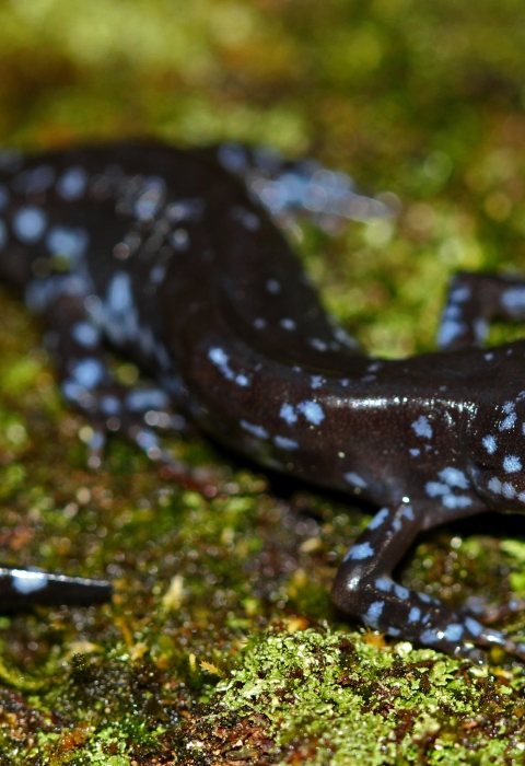 A dark grey salamander with light blue spots on a bed of green moss