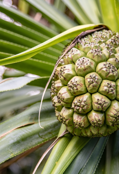 Green hala (pandanus) fruit and green hala leaves