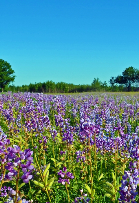 A field of blue-purple Wild Lupine flowers at Sherburne National Wildlife Refuge