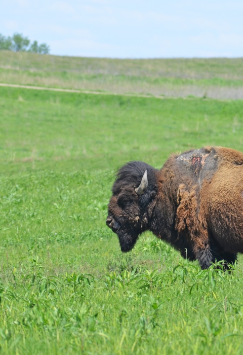 Sparky, a bison who survived a lightning strike, standing in the prairie at Neal Smith National Wildlife Refuge in Iowa
