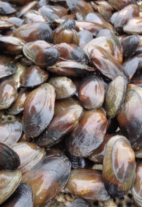 Bunch of brown speckled pocketbook mussels.