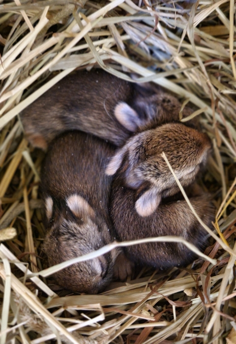three small brown furry baby rabbits huddle in a nest made of pale brown hay