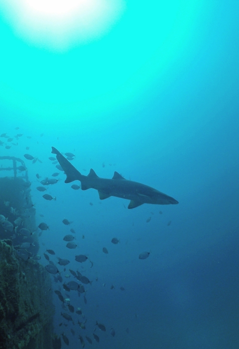 Sand tiger shark swims past artificial reef built from a ship
