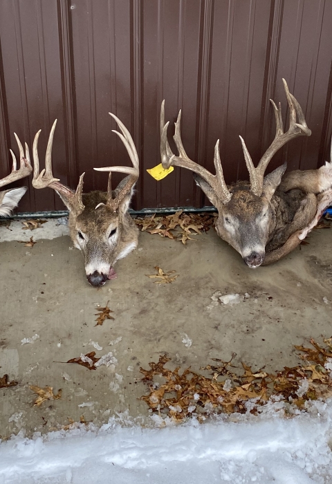 The heads of four poached deer