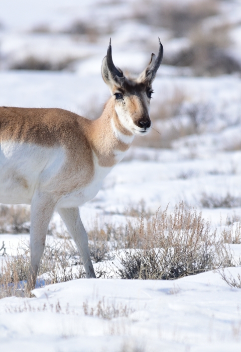 Pronghorn in the snow