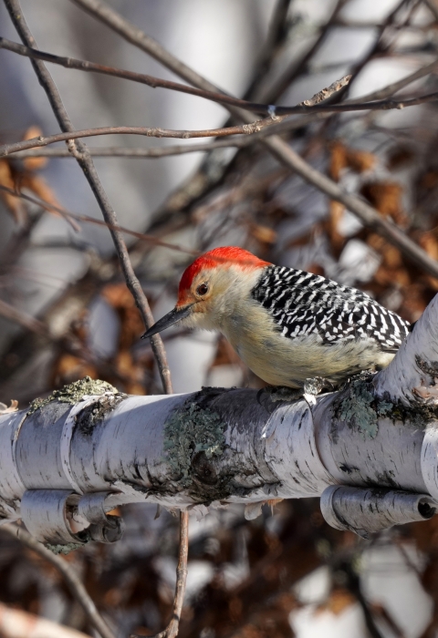 Red-bellied woodpecker perched in a tree