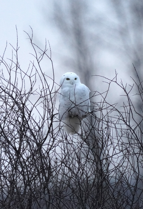 Snowy owl perched in a shrub