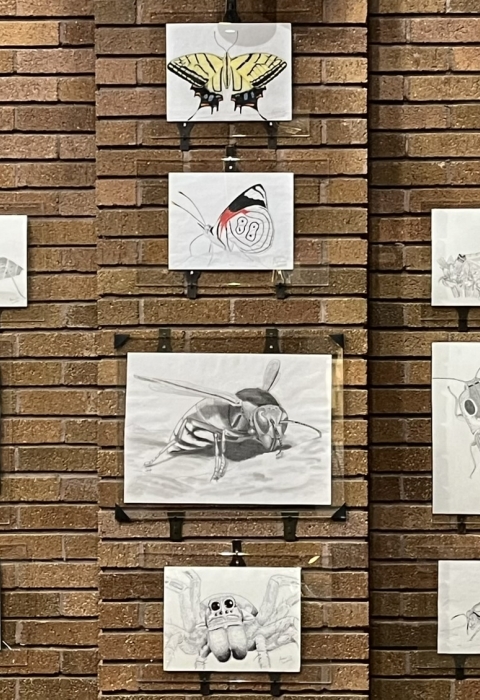Display of insect illustrations on a brick wall