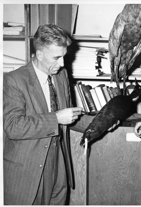 Black and white photo of an older man in a suit holding a large stuffed bird specimen and a young man in a seater observing inside a room with wooden shelves holding books, journals, and a very large stuffed bird.