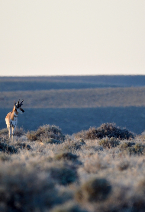 Two pronghorn stand next two each other in a field of sagebrush.