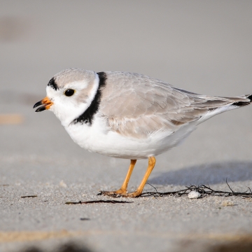 A tiny gray, white and black shorebird called a piping plover at Cape May National Wildlife Refuge.