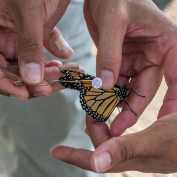 Hands hold a monarch butterfly and a sticker tag on an unbent paperclip.