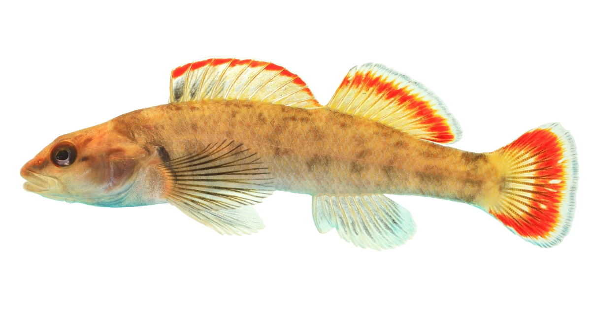 Etowah Darter (Etheostoma etowahae) U.S. Fish & Wildlife Service