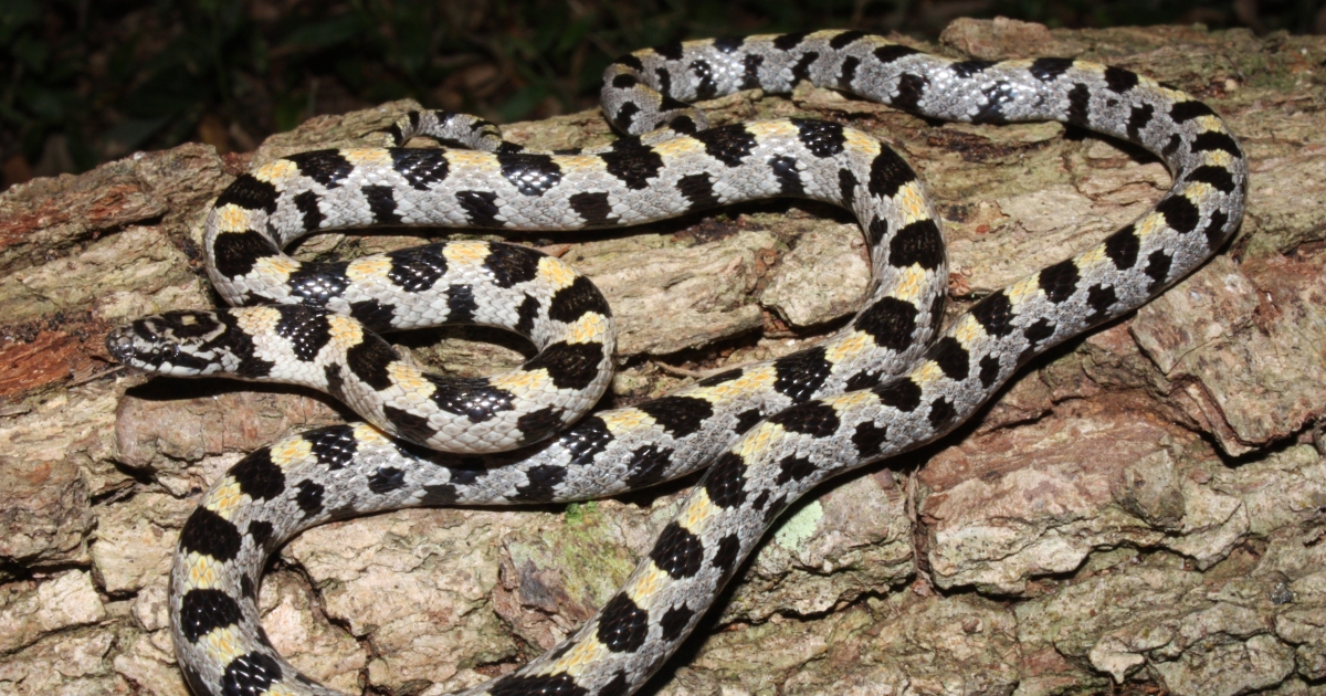 Curated visual reference: Fresh Look at Short Tailed Snake Lampropeltis Extenuata