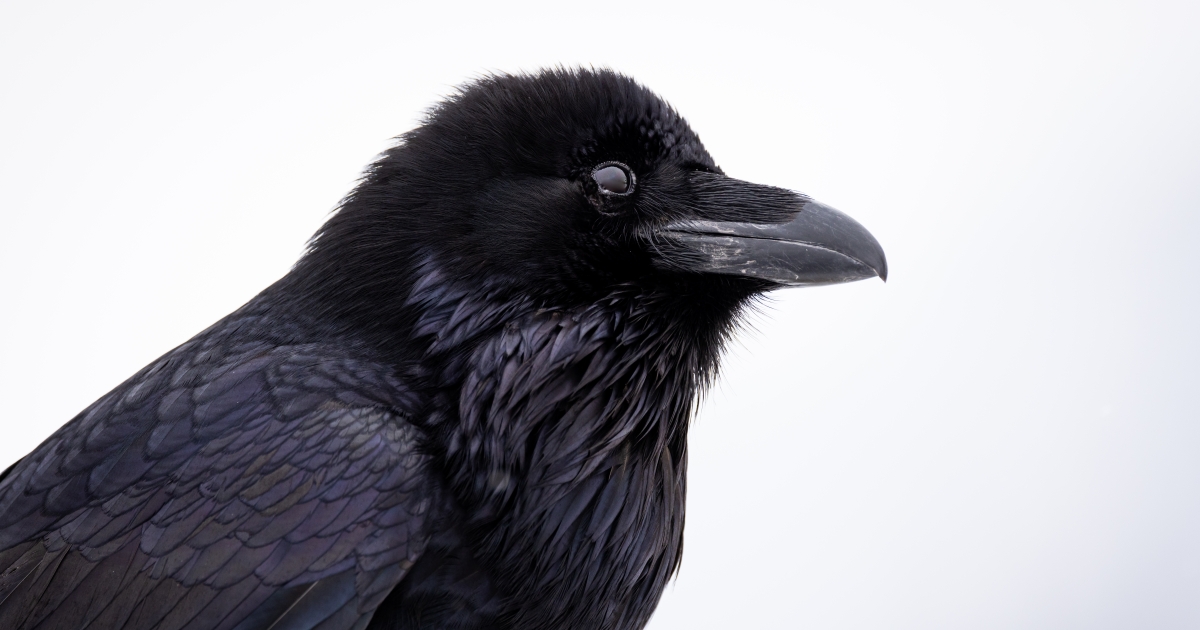 Common Raven (Corvus corax) | U.S. Fish & Wildlife Service