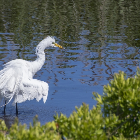 Image of egret in salt marsh