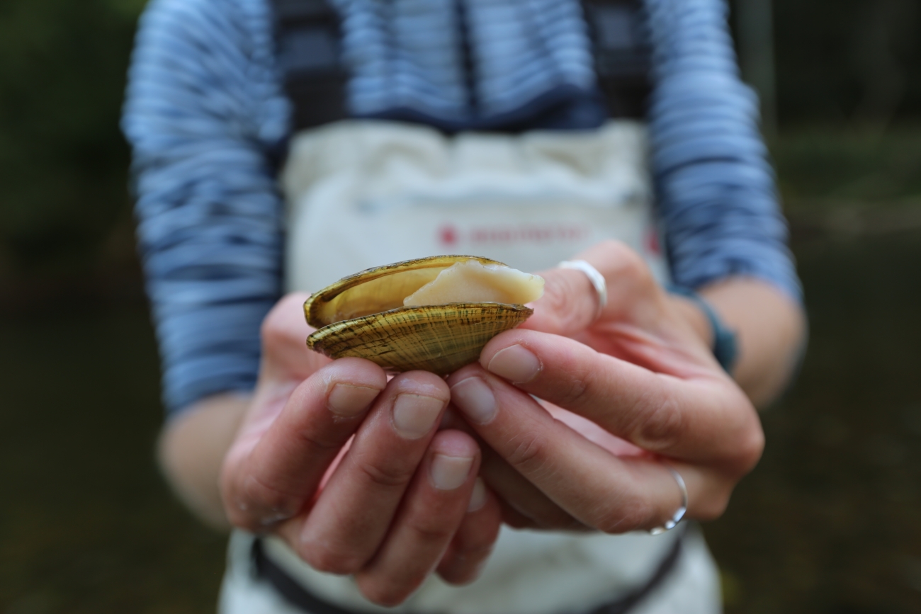 Max Racey Wavy-rayed lampmussel | FWS.gov