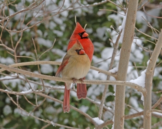 A pair of northern cardinals on a snowy branch.