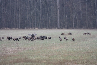 An image of a turkey flock in a field.
