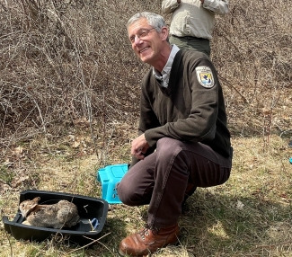 Refuge Manager releasing a New England cottontail in shrubland
