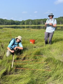 Two Interns surveying salt marsh at Rachel Carson NWR
