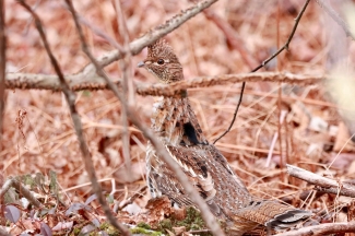 a ruffed grouse hids on the forest floor