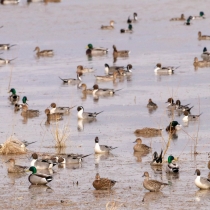 mixed flock of mallard and pintail ducks resting in wetlands