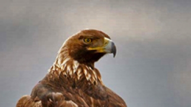 Golden eagle perched