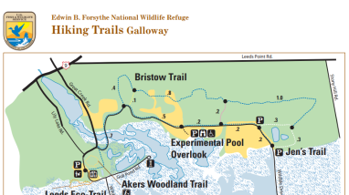 Edwin B. Forsythe National Wildlife Refuge: Hiking Trails Galloway
