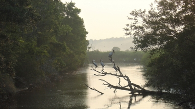 Woodstorks at Jehossee Island, E.F.H. ACE Basin NWR