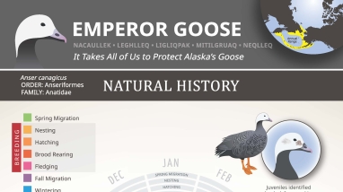 Graphic depicting emperor goose life cycle and a map of where it can be found.