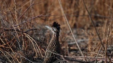 A ground bird with a large crest, yellow-and-black eye, large dark bill, and streaked back looks over it's shoulder. 