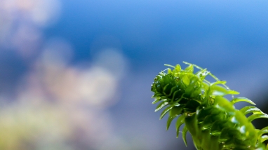 piece of healthy Elodea (bright green aquatic plant with leaves in whorls of 3/4)