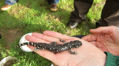 california tiger salamander in hand