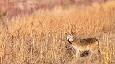 a red wolf with an orange collar in a field of brown grass