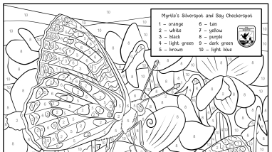 color by number of two California butterflies