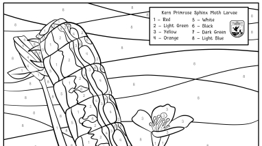 image of the kern primrose sphinx moth color-by-number
