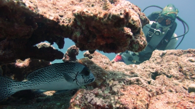 A diver finds an elusive painted sweetlip fish (Plectorhinchus picus). Photo: NOAA Fisheries