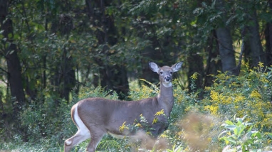 Image of deer in shrubs