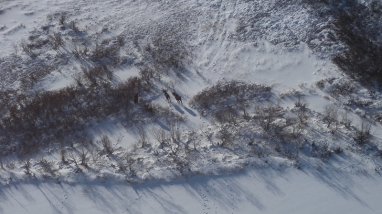 Moose from a plane