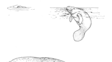 Partial view of a manatee submerged in murky waters shown next to other drawing showing the full bodies.