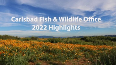 landscape of green hills with orange flowers